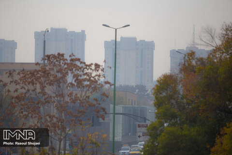 آلودگی هوا تنوع زیستی گیاهی و جانوری شهرها را از بین می‌برد