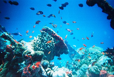 آلودگی صوتی تولید شده توسط انسان ها به حیات زیر آب آسیب می رساند