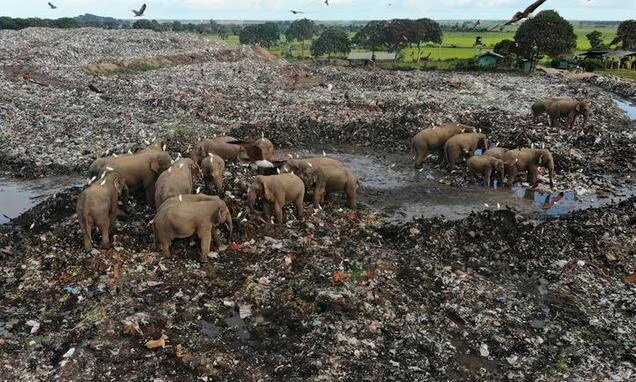 مرگ فیل‌های سریلانکایی به خاطر خوردن زباله‌های پلاستیکی