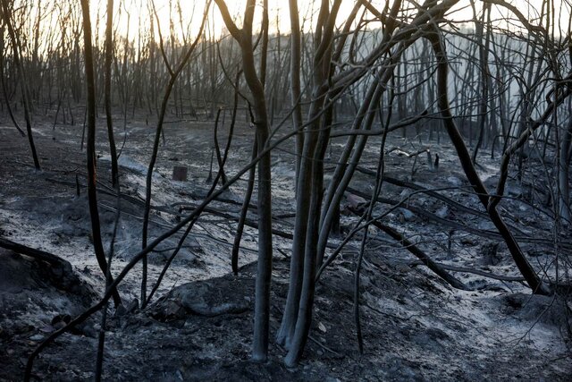 تشدید تغییرات اقلیمی به وقوع آتش سوزی‌های جنگلی در جهان دامن زده است