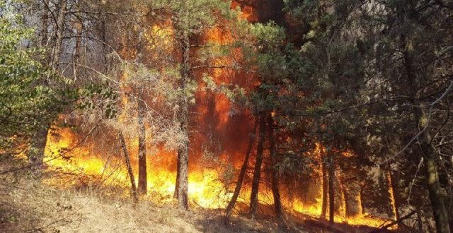 تغییرات اقلیمی و دخالت‌های انسانی عامل افزایش آتش‌سوزی در جنگل‌ها