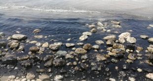 ساحل سیراف از لکه‌های نفتی پاکسازی شد