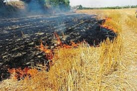 ممنوعیت سوزاندن بقایای گیاهی اراضی کشاورزی چقدر جریمه دارد؟