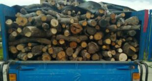 ۲ تن چوب درخت بلوط قاچاق در باشت کشف و ضبط شد