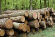 مصرف سالانه ۵.۵ میلیون تن چوب خام در کشور