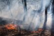 برای جلوگیری از آتش‌سوزی جنگل‌ها چه باید کرد؟