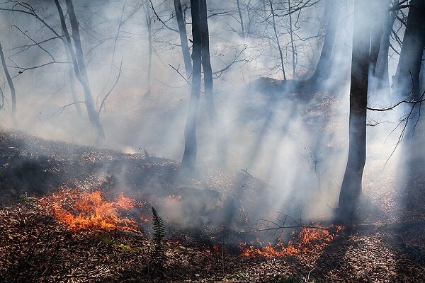 برای جلوگیری از آتش‌سوزی جنگل‌ها چه باید کرد؟