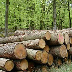 چه عواملی موجب تخریب جنگل‌ها می‌شود؟