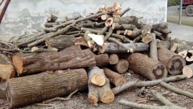 کشف ۳۷ تن چوب جنگلی‌ قاچاق در لاهیجان
