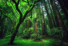 حکایتی از صدای تنفس دردناک جنگل‌ها