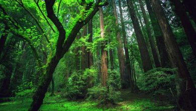 حکایتی از صدای تنفس دردناک جنگل‌ها