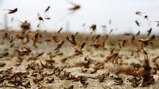 تولید پروتئین حشرات از پسماند تر شهری برای خوراک طیور توسط فنآوران کشور