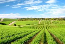 گام‌های کشاورزی پایدار برای کمک به سلامت زمین و انسان