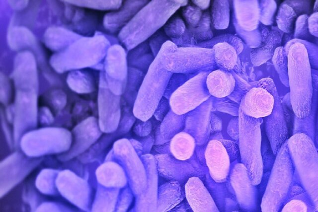 تصفیه فاضلابهای پتروشیمی با کنسرسیومی از باکتریهای شوردوست