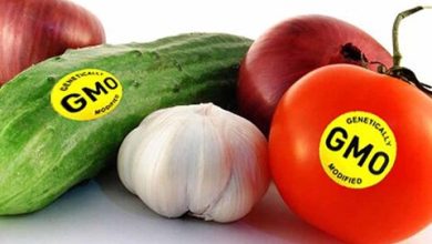 آیا گیاهان تراریخته برای سلامتی مضر است؟