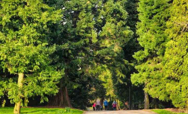 درختان بهعنوان زیرساخت؛ تضمین شهرهای خنک و مقاوم