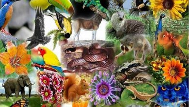 انتقال کنوانسیون تنوع زیستی به محیط زیست، قانونی است و باید اجرا شود