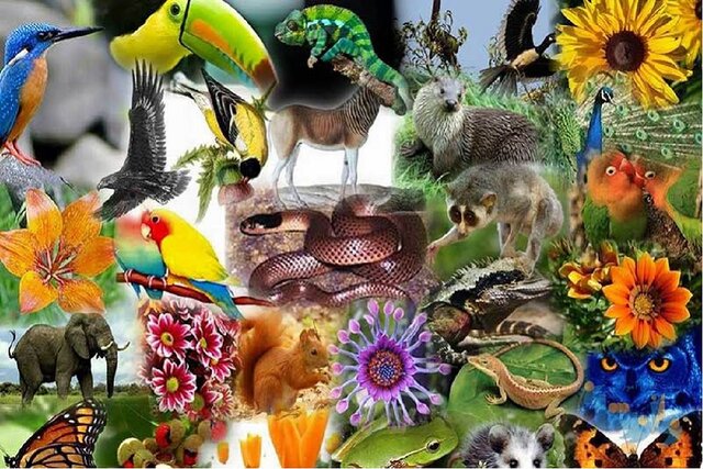 انتقال کنوانسیون تنوع زیستی به محیط زیست، قانونی است و باید اجرا شود