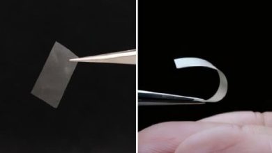 ابداع ماده‌ای جدید از قارچ برای ساخت باتری‌ و بسته‌بندی‌های زیست‌محیطی