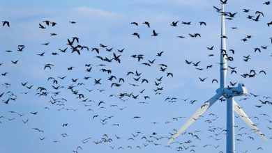 توقف هوشمند توربینها؛ گامی نوین برای حفاظت از محیط زیست