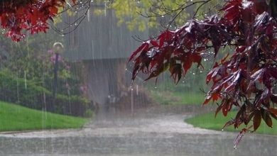 عکس‌های ارسالی از بارندگی در زمستان ۱۴۰۳