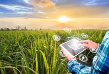 کشاورزی هوشمند راه‌حلی برای افزایش مقاومت محصولات در برابر تغییرات اقلیمی