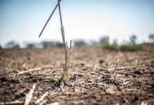 تهدیدی خاموش به نام بیابان‌زایی