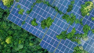 درختان خورشیدی، راهکاری نوین برای تولید برق پاک در جنگل‎ها