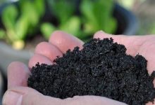 پژوهشی درباره پیوند ضایعات کشاورزی و تغذیه پایدار گیاهان